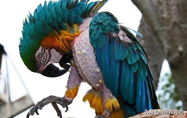 宠物鸟的饲养方法大全,养宠物鸟吃什么调理