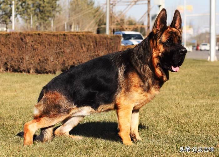 养宠必备常识有哪些,宠狗的十大禁忌