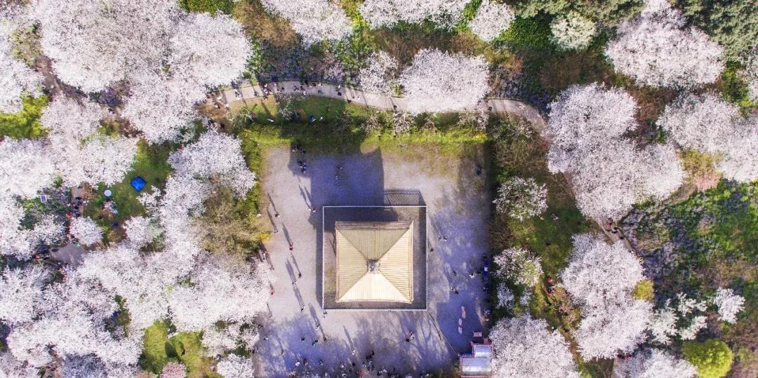 樱花前线2022年,2022第一场樱花