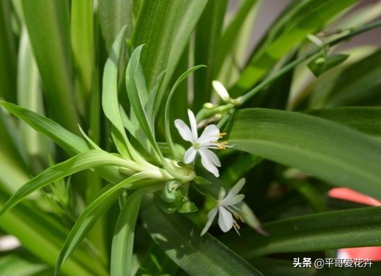 绿萝吊兰能活多久,怎么拯救要死的绿萝