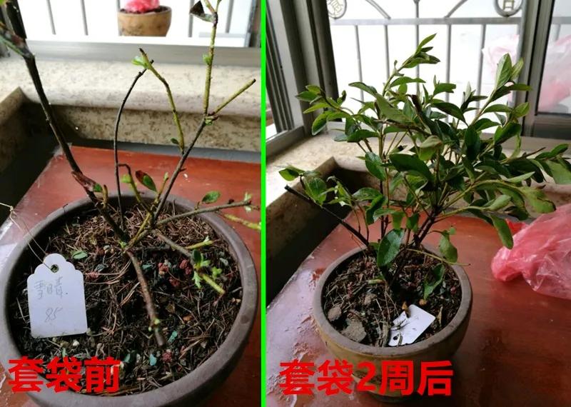 花买回来叶子蔫了怎么办,花掉花苞有什么好方法吗