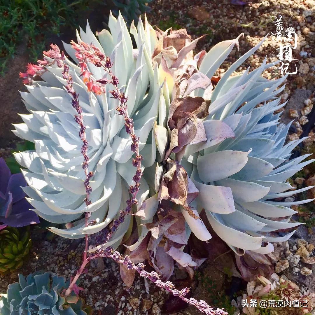美国加州海岸仙女杯,美国仙女杯