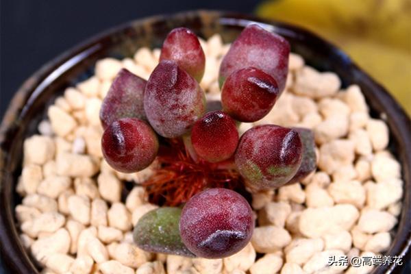 多肉小贵货一览表,水泡系列多肉植物