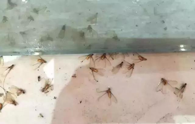 气象局今天发布暴雨预警了吗,气象局发布暴雨蓝色预警