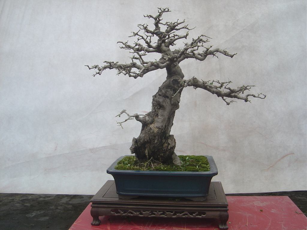 白蜡盆景有什么作用与功效,家养盆景坏处