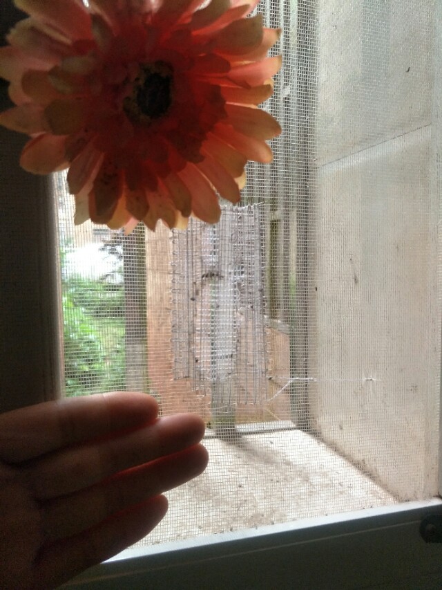 纱窗破了的小洞怎么样补比较美观,纱窗破了修补的妙招