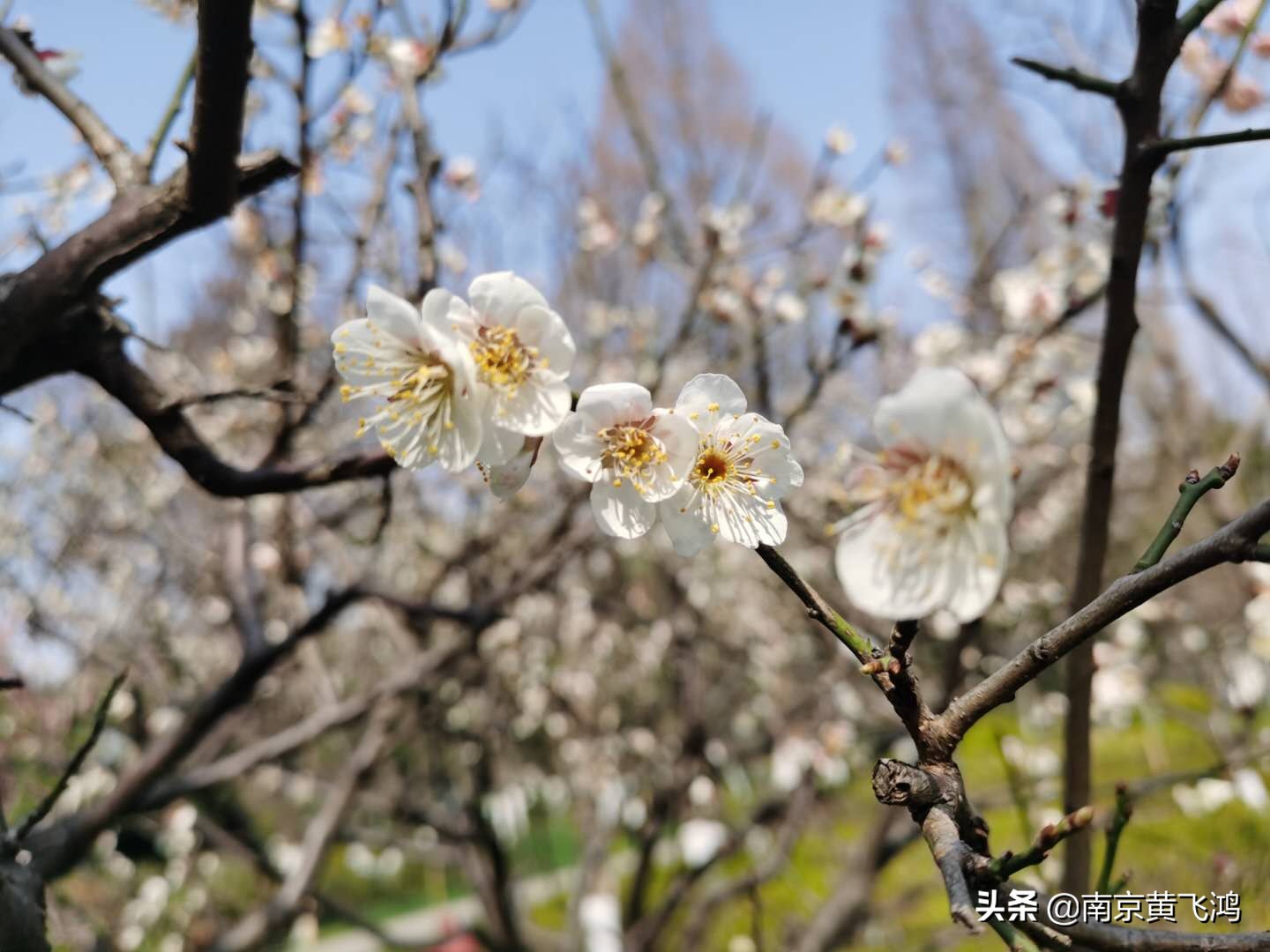 南京最好赏梅是几月,南京赏腊梅的最佳地方