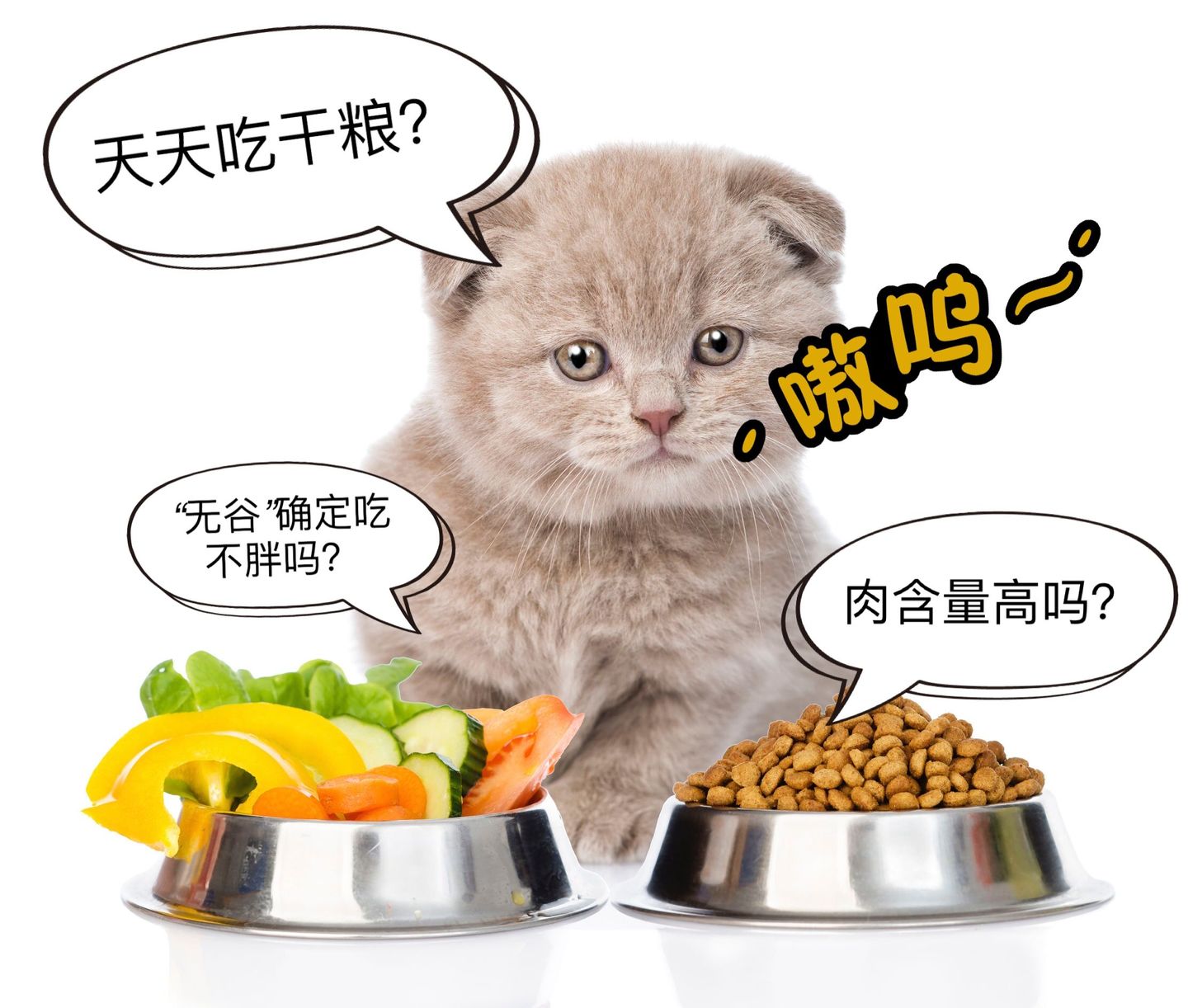 进口猫粮怎么买才能买到正品,进口猫粮推荐吃什么