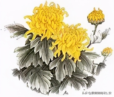 写菊花最美的10首诗词,关于秋日菊花的诗词