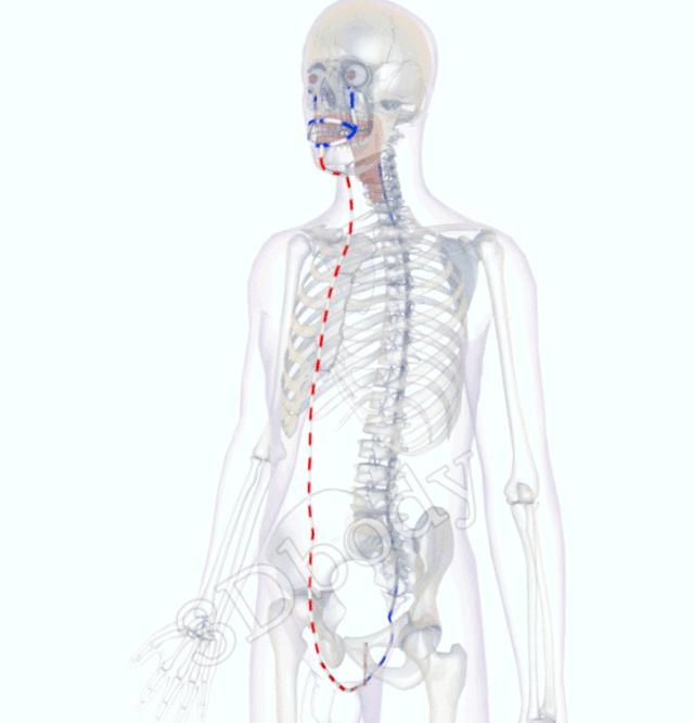 最新经络图精美3d动态循行图,经络3d动态循行图怎样制作