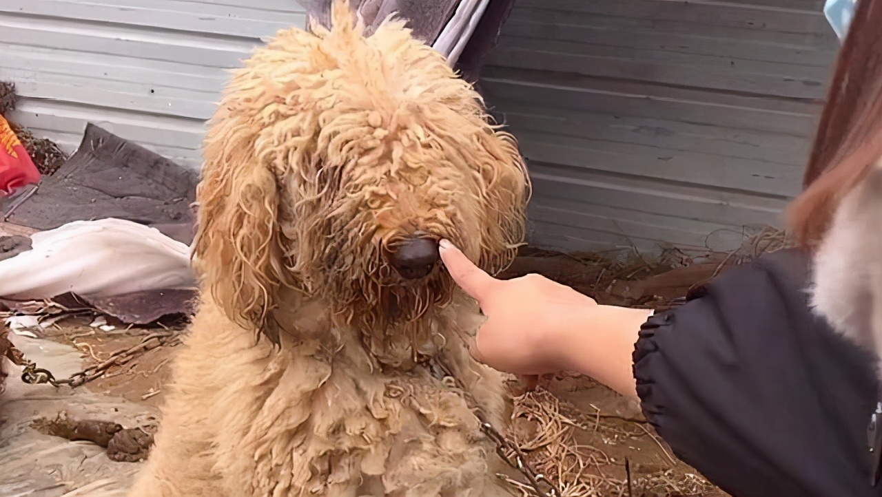 价值万元的巨贵犬，被用来看大棚，有些狗，真不适合在农村养