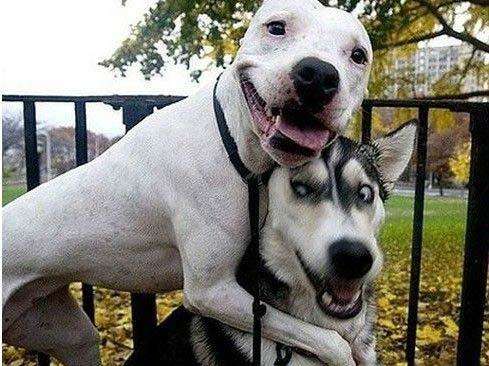 哈士奇缺点和优点,不喜欢梳毛的哈士奇