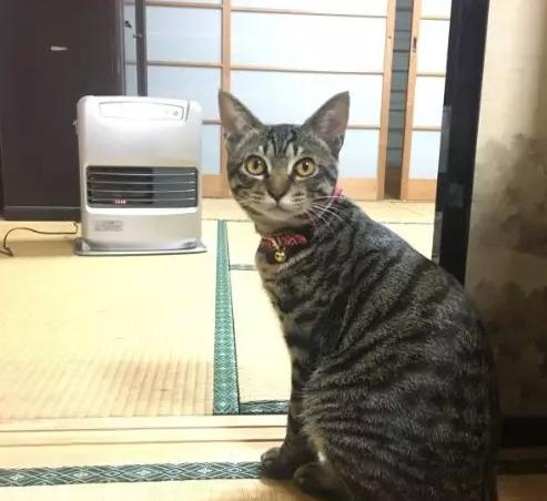 猫咪太聪明严重影响铲屎官脱单啊,猫咪所有的活力都留给了铲屎官