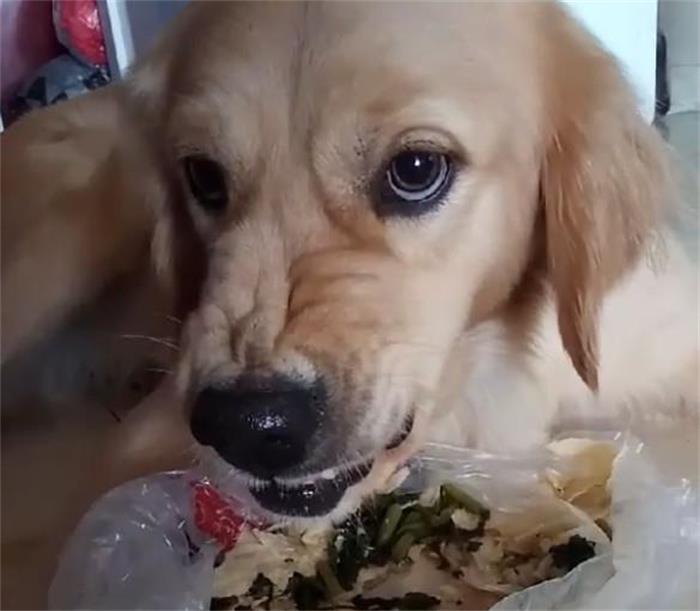 柯基来大姨妈老是护食,柯基护食咬人纠正视频