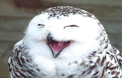 养猫头鹰猫头鹰会认主人吗,有可以当宠物养的猫头鹰吗