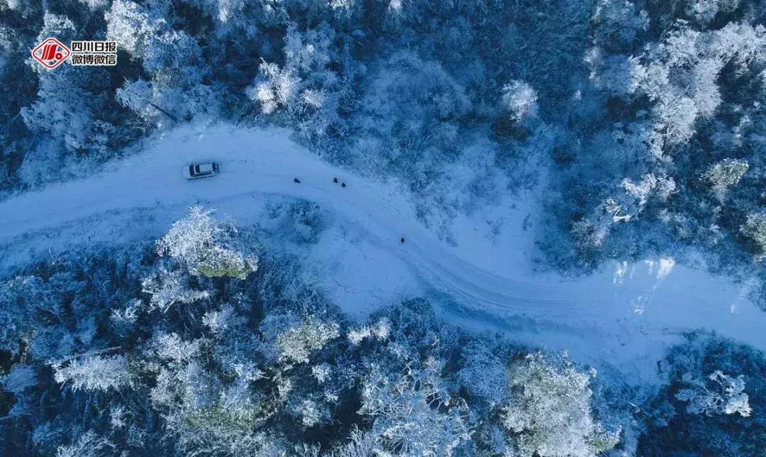 冰雪与花海齐飞！二月的四川美翻了......
