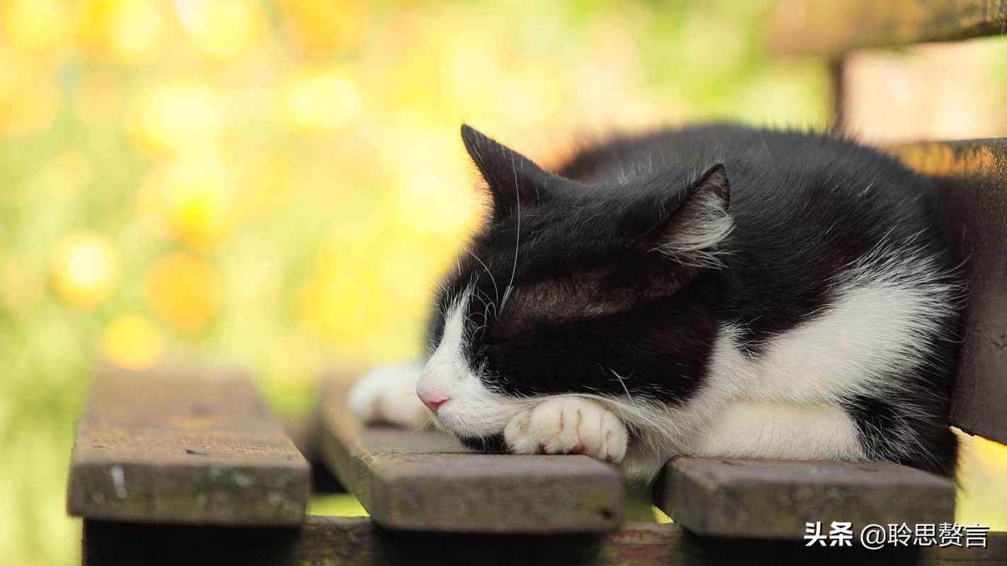 咏猫诗陆游,咏猫陆游