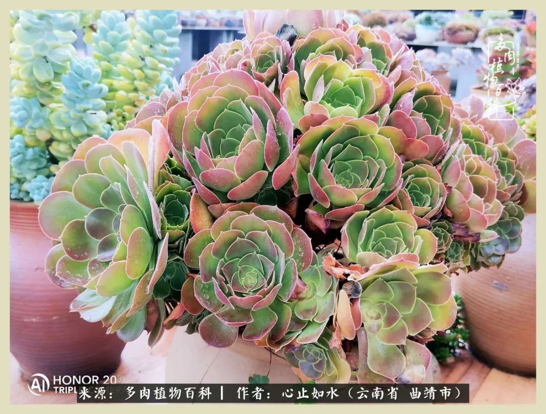 感谢陪伴感恩所有的遇见,让每个人都能感受到多肉的美好