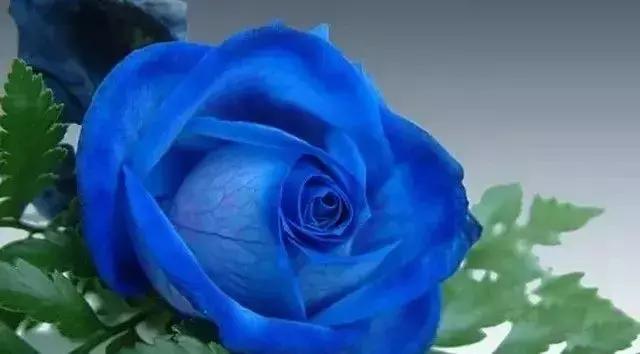 100种玫瑰品种图鉴大全,100种玫瑰品种图解