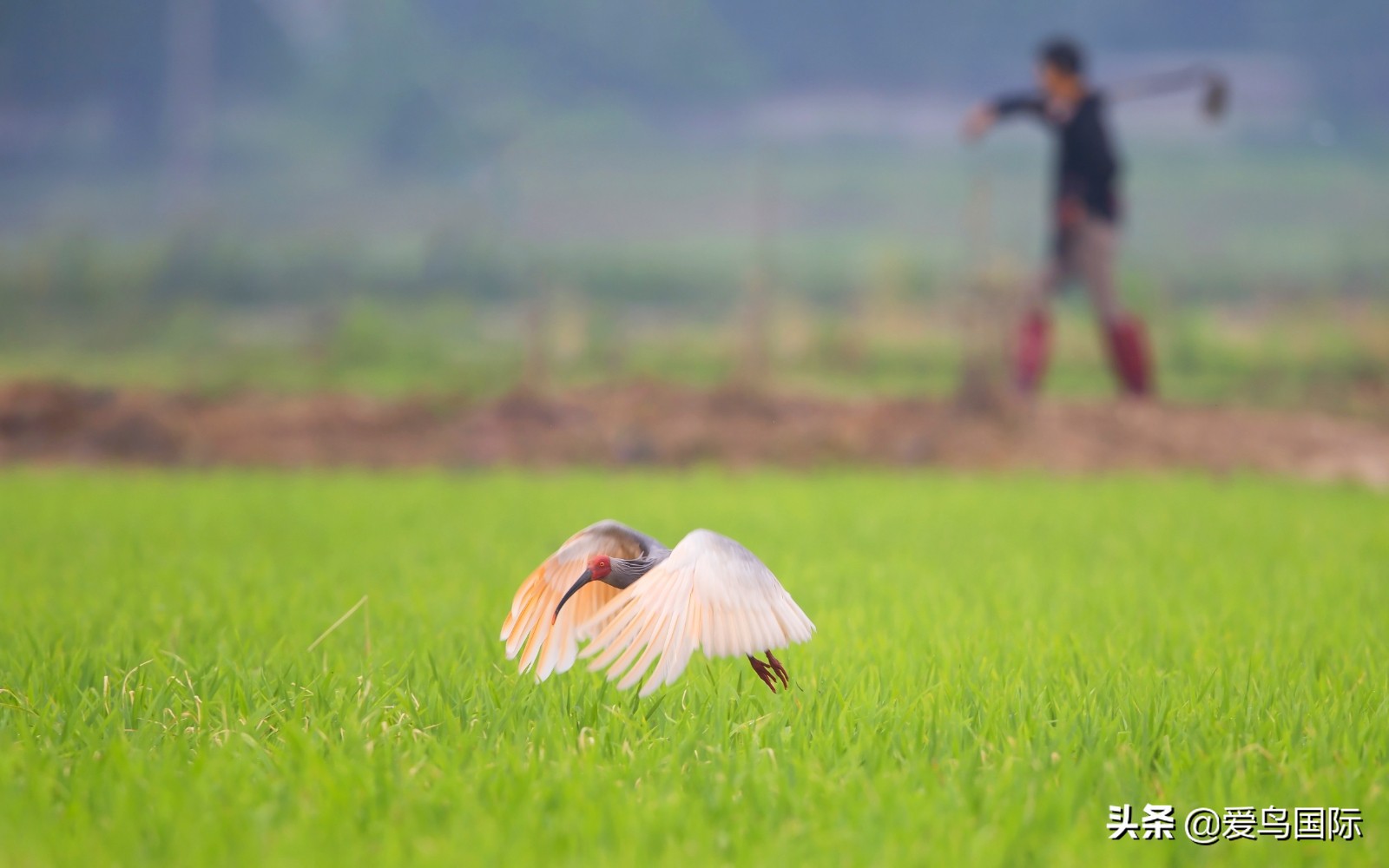 鸟类欣赏,鸟类观鸟图片
