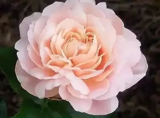 世界上十大鲜花排名图片,世界十大漂亮名贵花卉