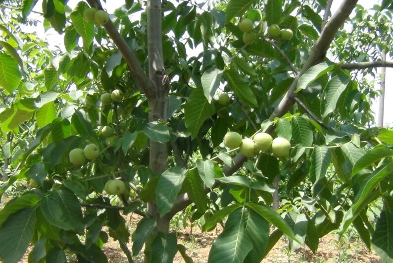 核桃黑斑病的防治方法,中生菌素能不能治疗核桃的黑斑病