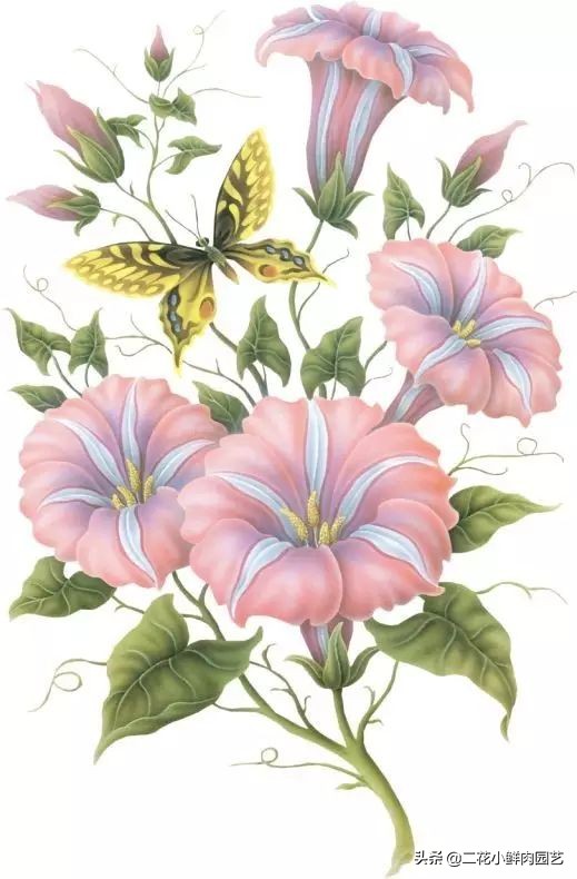 100种花卉绘画,100多张花卉线描手稿素材赶快收藏