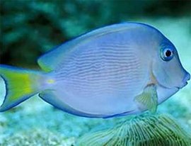 十大最好看的观赏鱼图片大全,十种最漂亮的观赏鱼图片