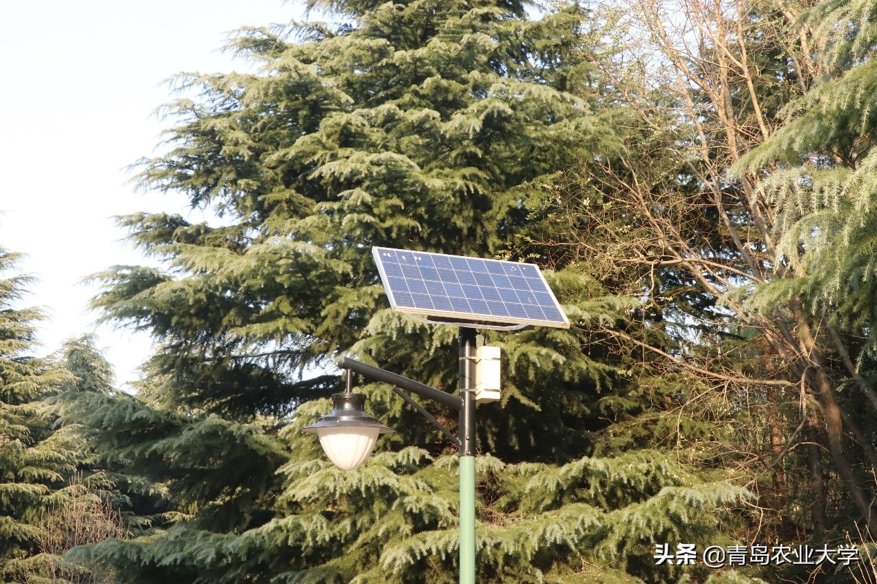 介绍青岛农业大学,令人心动的青岛