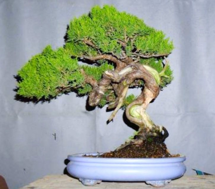 柏树桩盆景的造型,柏树舍利杆与枝条怎么完美过渡