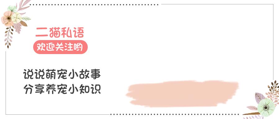 猫能把家里蟑螂抓完吗,家里有猫怎么预防蟑螂最有效方法