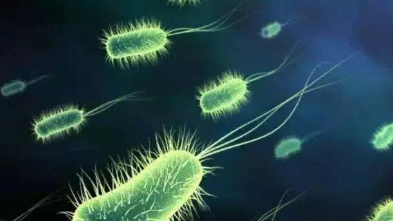 硝化细菌深度解析,如何挑选一款好的硝化细菌