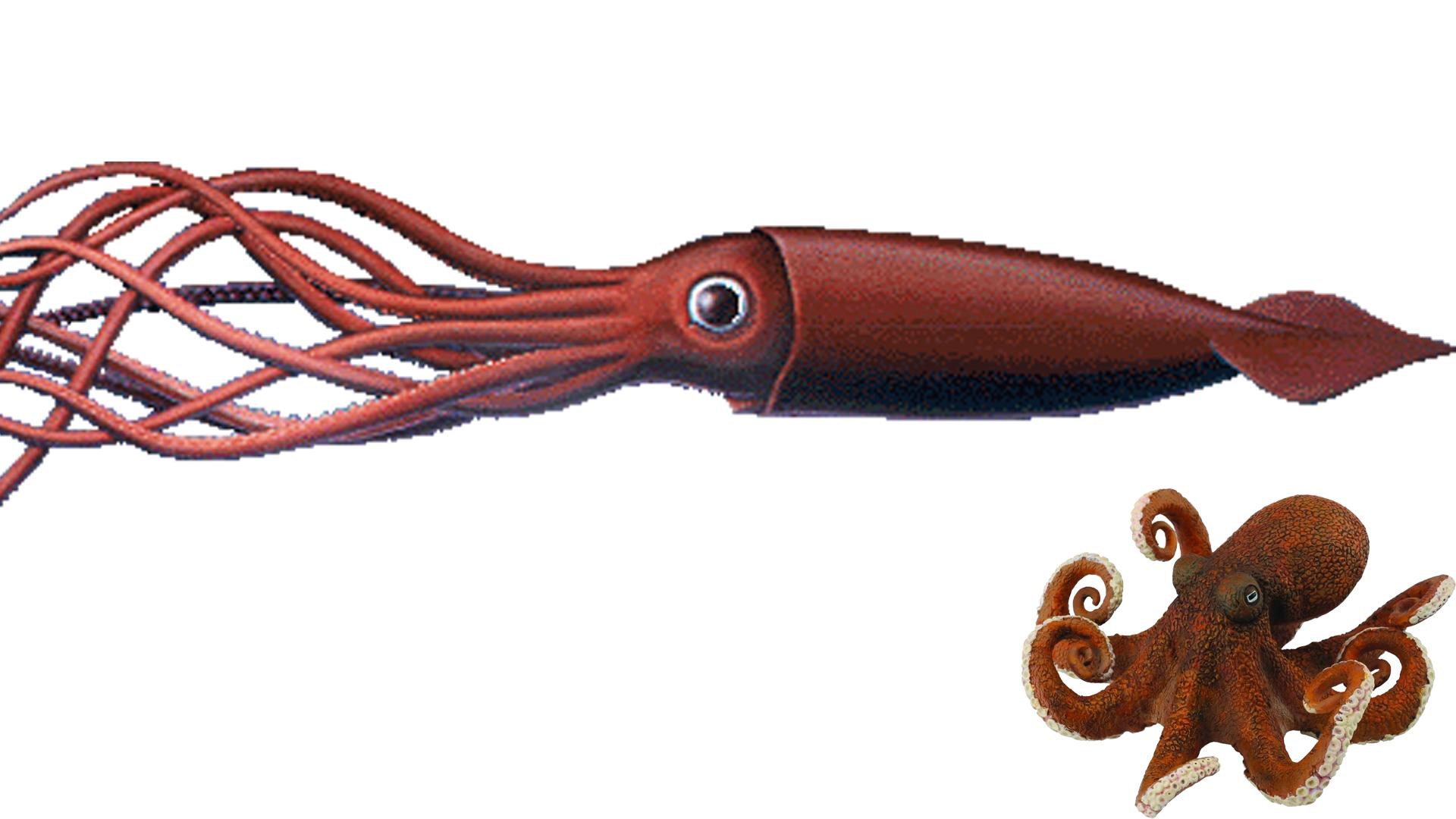 人的眼睛在动物界的水平,人的视力在动物界排名