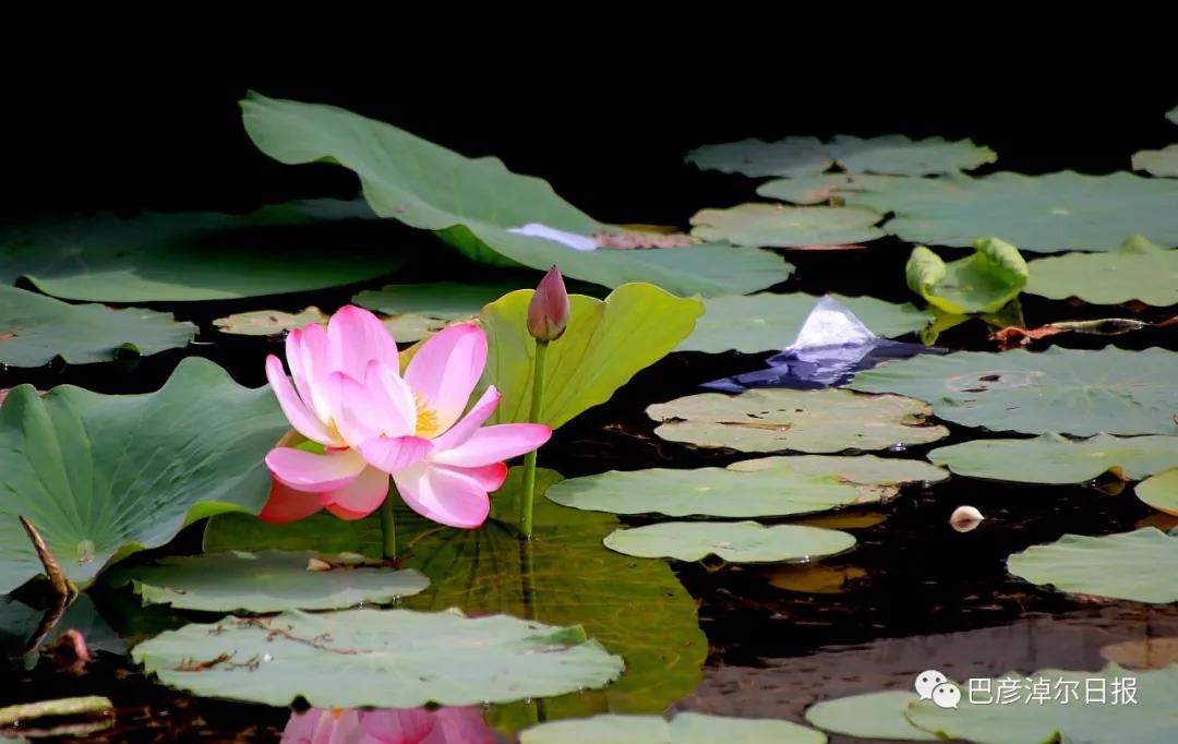 临河植物园景色,临河荷花景区