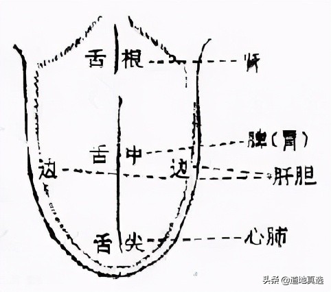 珍贵的舌诊图谱，看舌头知健康，人手一份！你也能快速识别疾病