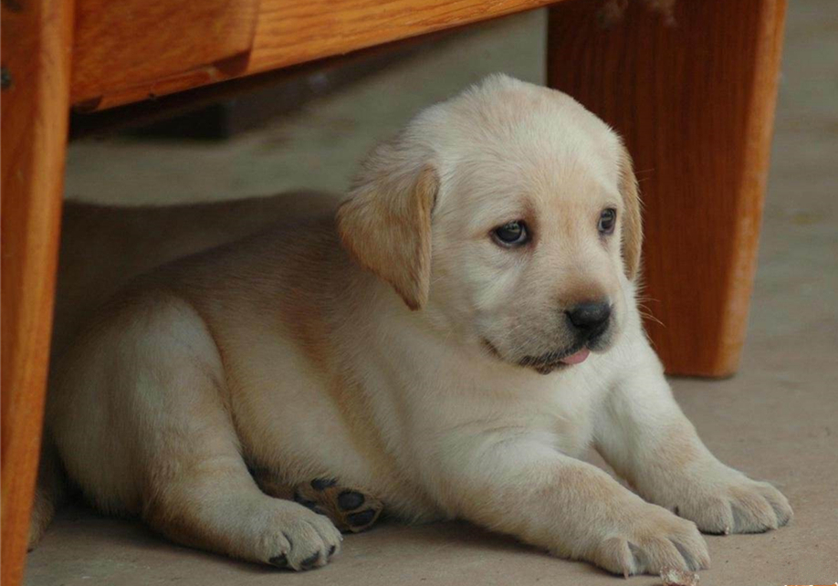 狗狗疑似涨奶是怀孕了吗,狗狗分泌乳汁证明假孕要结束了吗