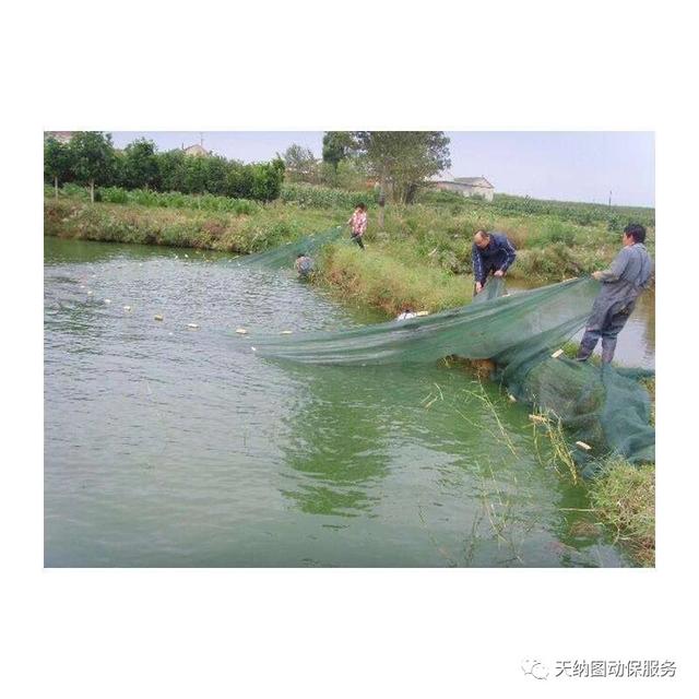鱼拉网后掉鳞,拉网出鱼视频