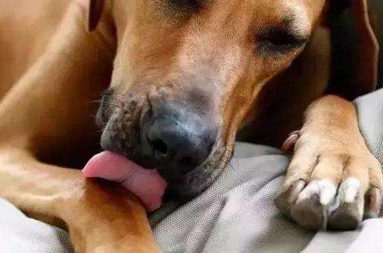 狗狗喜欢舔爪子是什么原因,狗狗一直舔爪子不敢走路