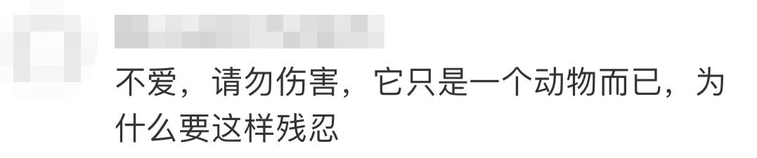 连踹四脚男子街头踢死小猫,男子虐待猫咪被学生暴打