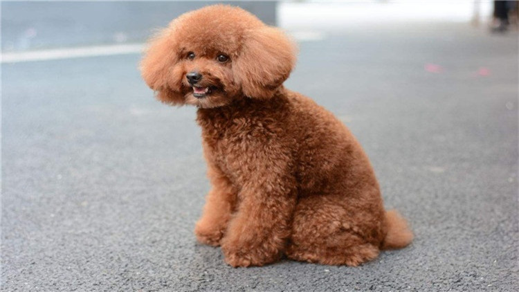 如何帮泰迪度过尴尬期,如何给泰迪立规矩