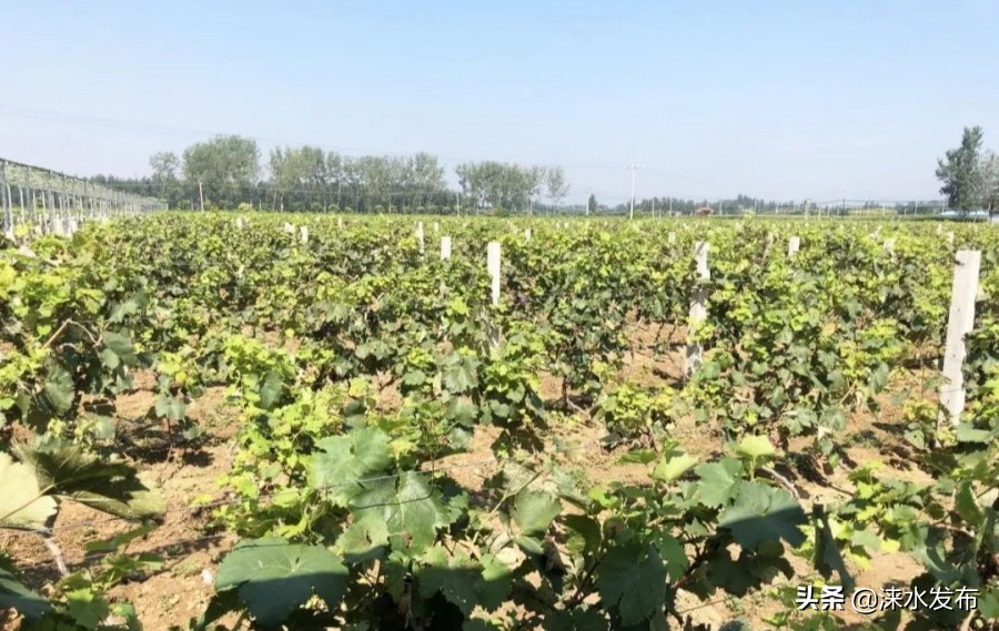 鐖卞績鍔╁啘鑻规灉鏂伴矞閲囨憳,鐖卞績浼佷笟鍔╅攢钁¤悇