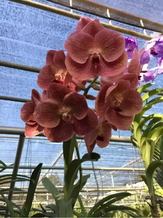 开花时间最长最香最好养的兰花,一年四季开花的兰花有几种