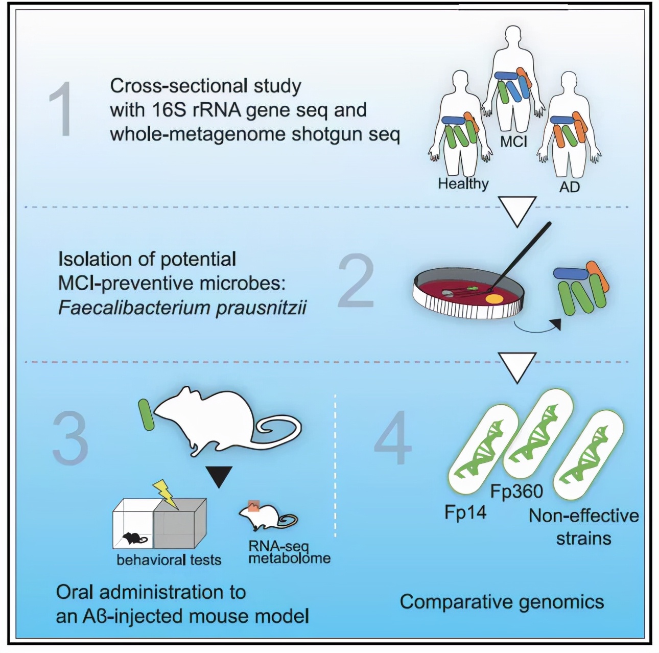 突破血脑屏障,脑科学日报最新消息