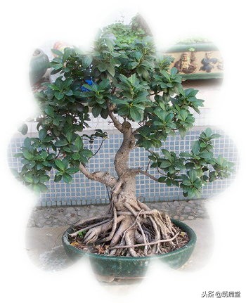 丛林式盆景欣赏,盆景欣赏及制作