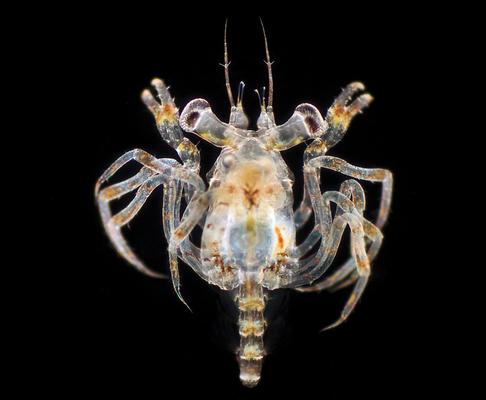 关于螃蟹科普知识,螃蟹科普