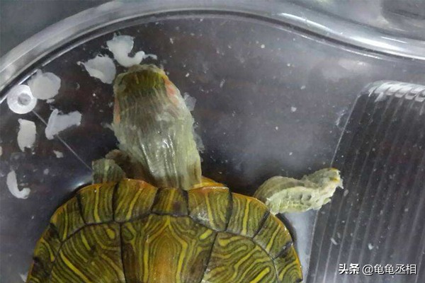 乌龟腐皮对乌龟有影响吗,如何分辨乌龟的脱皮和腐霉病