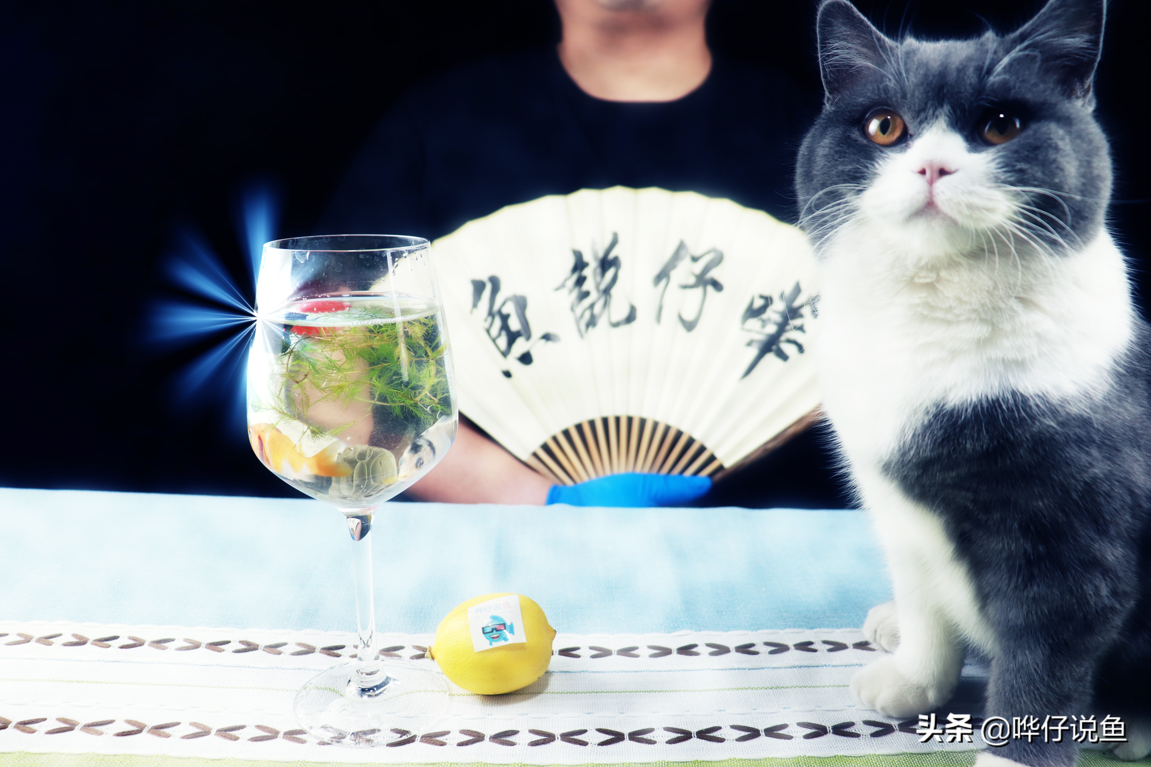 为什么别人的观赏鱼越养越大,为什么观赏鱼越养越小