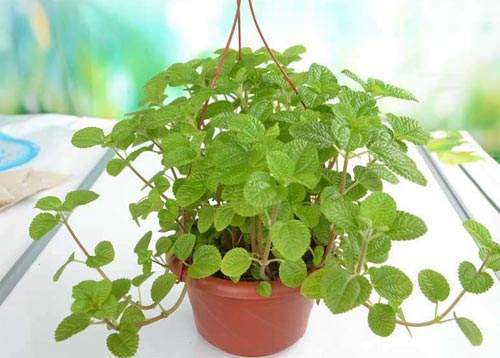 薄荷也可以随便剪,薄荷又长出嫩叶是活了吗