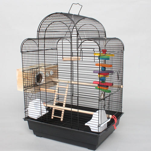 鹦鹉散养注意事项大全,怎么在家中放鹦鹉笼养鸟