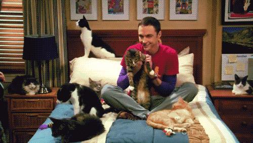 看到自家猫心情都会很好,这样的猫你会想养一只吗